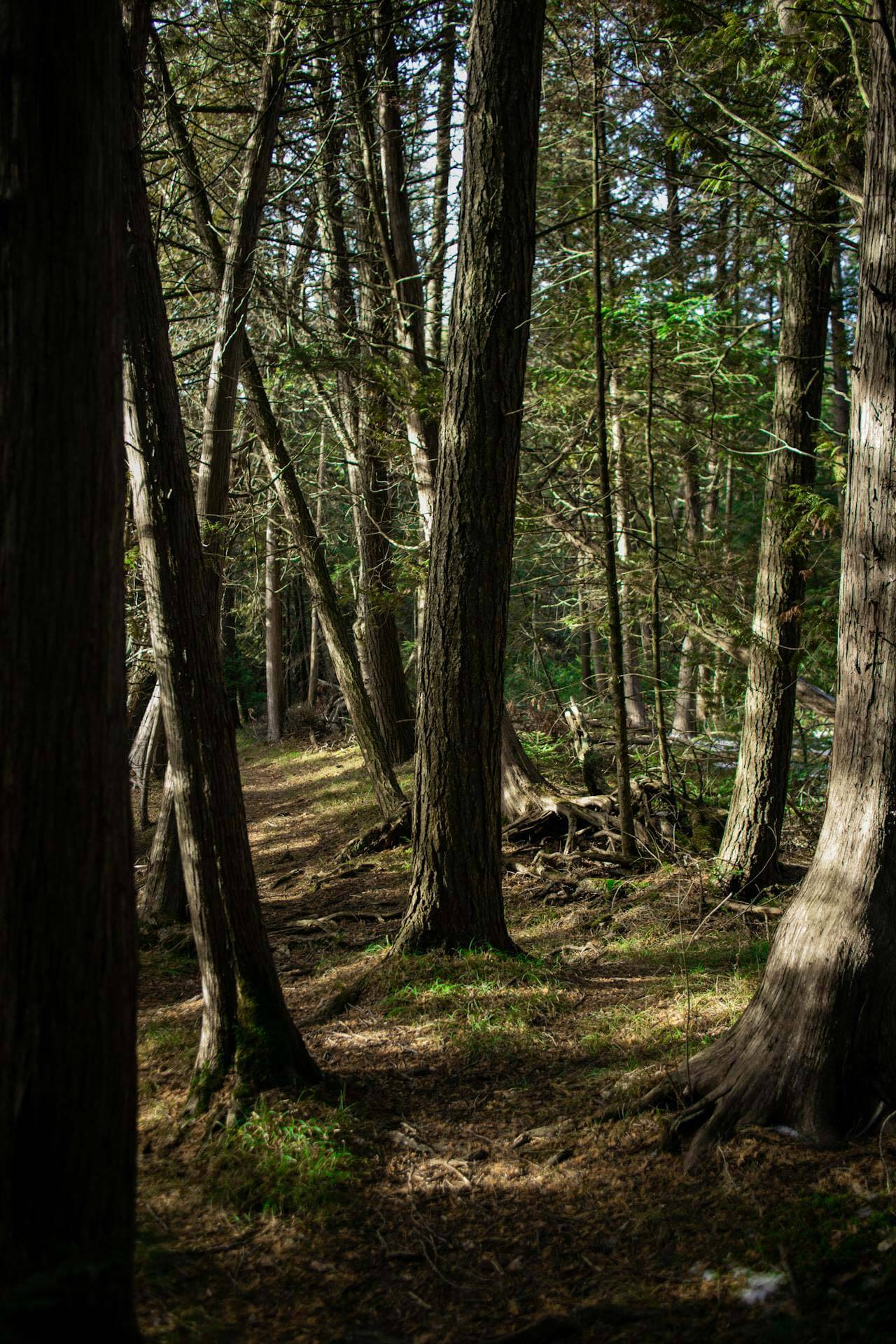 A narrow dirt path winds through a dense forest with tall, slender trees and patches of sunlight on the ground.